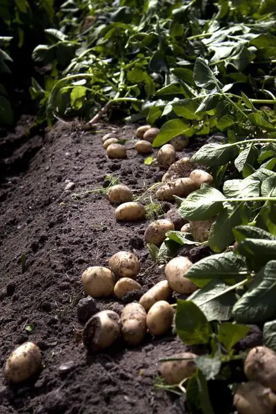 Pommes de terre récoltées au pied des cultures
