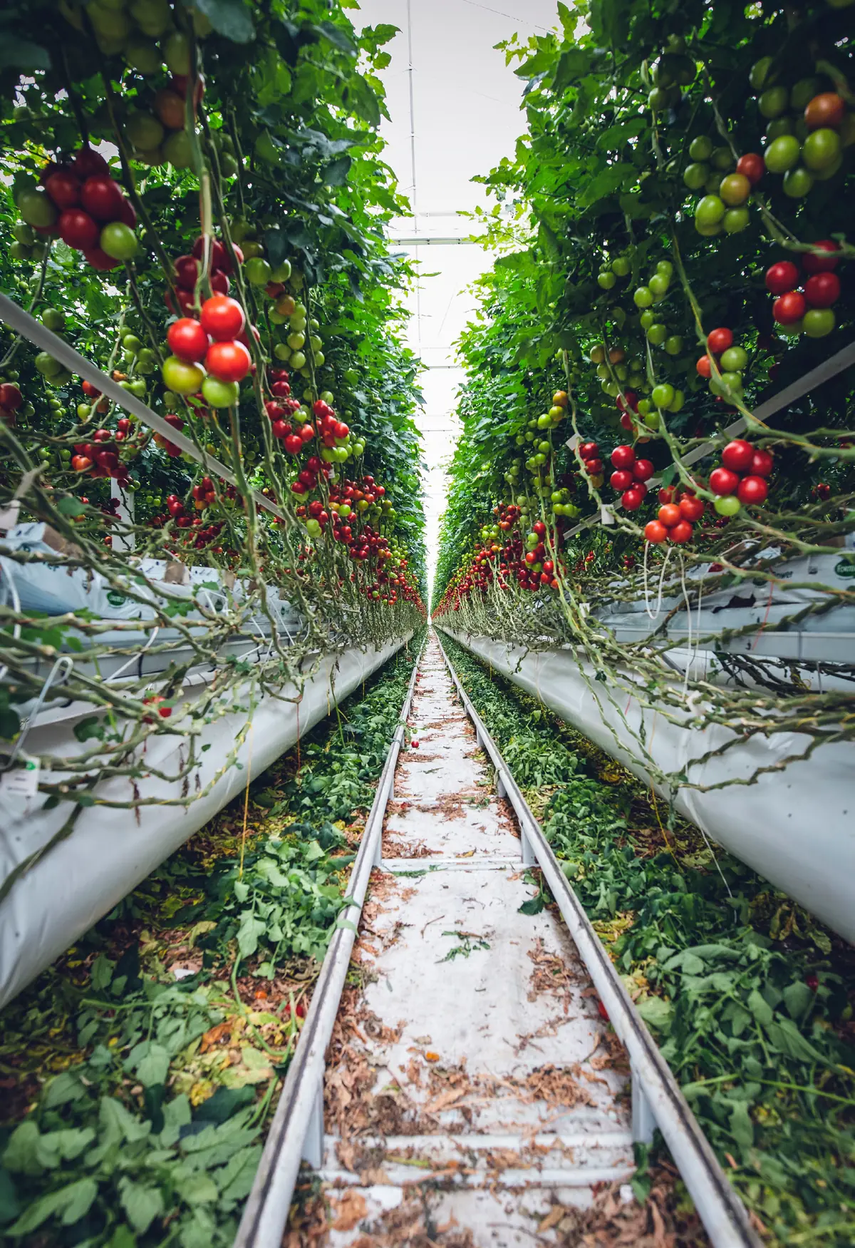Culture de tomates sous serre